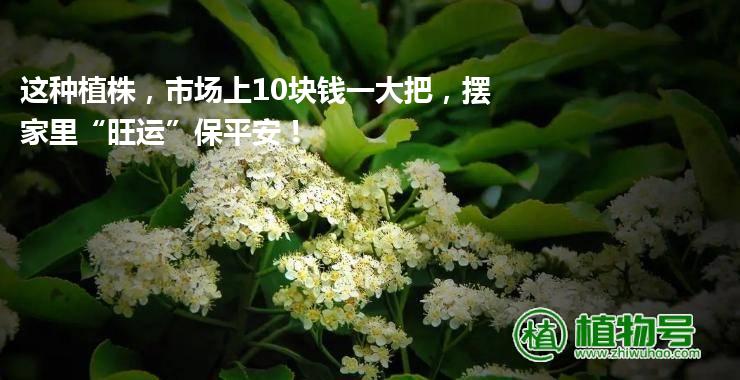 这种植株，市场上10块钱一大把，摆家里“旺运”保平安！