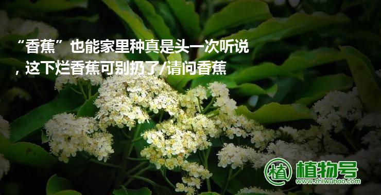 “香蕉”也能家里种真是头一次听说，这下烂香蕉可别扔了/请问香蕉