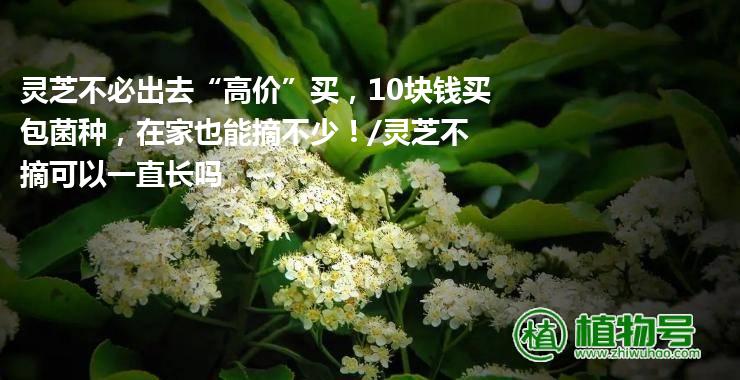 灵芝不必出去“高价”买，10块钱买包菌种，在家也能摘不少！/灵芝不摘可以一直长吗