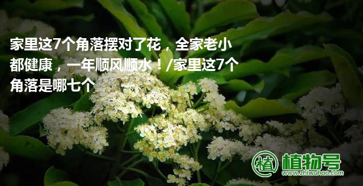 家里这7个角落摆对了花，全家老小都健康，一年顺风顺水！/家里这7个角落是哪七个