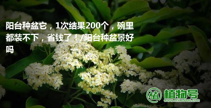 阳台种盆它，1次结果200个，碗里都装不下，省钱了！/阳台种盆景好吗