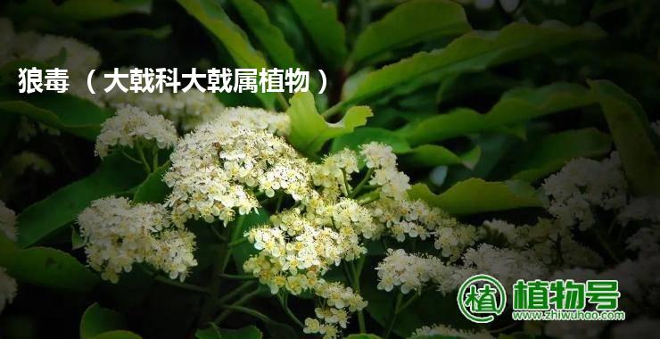 狼毒 （大戟科大戟属植物）