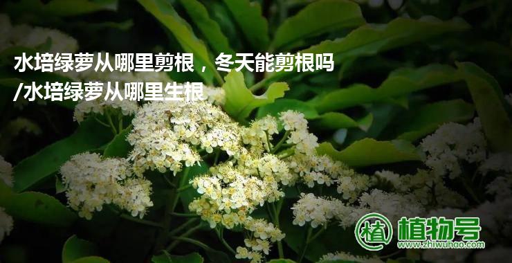 水培绿萝从哪里剪根，冬天能剪根吗/水培绿萝从哪里生根