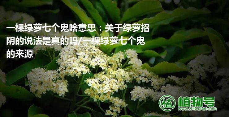 一棵绿萝七个鬼啥意思：关于绿萝招阴的说法是真的吗/一棵绿萝七个鬼的来源