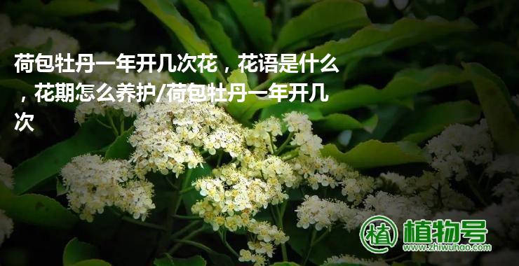 荷包牡丹一年开几次花，花语是什么，花期怎么养护/荷包牡丹一年开几次