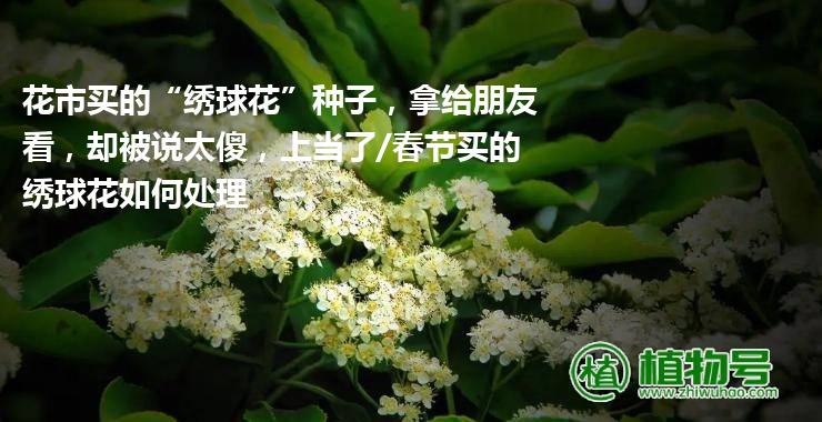 花市买的“绣球花”种子，拿给朋友看，却被说太傻，上当了/春节买的绣球花如何处理