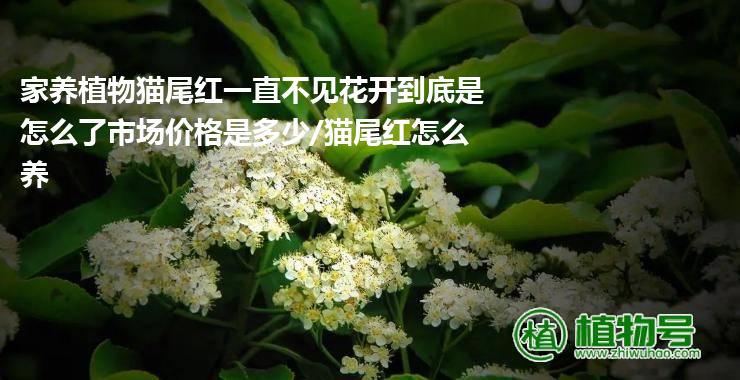 家养植物猫尾红一直不见花开到底是怎么了市场价格是多少/猫尾红怎么养