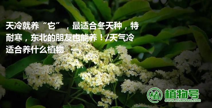 天冷就养“它”，最适合冬天种，特耐寒，东北的朋友也能养！/天气冷适合养什么植物