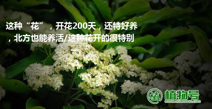 这种“花”，开花200天，还特好养，北方也能养活/这种花开的很特别