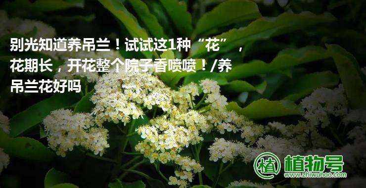 别光知道养吊兰！试试这1种“花”，花期长，开花整个院子香喷喷！/养吊兰花好吗