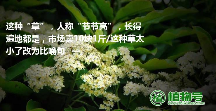 这种“草”，人称“节节高”，长得遍地都是，市场卖10块1斤/这种草太小了改为比喻句