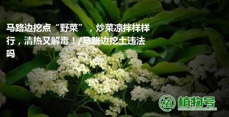 马路边挖点“野菜”，炒菜凉拌样样行，清热又解毒！/马路边挖土违法吗