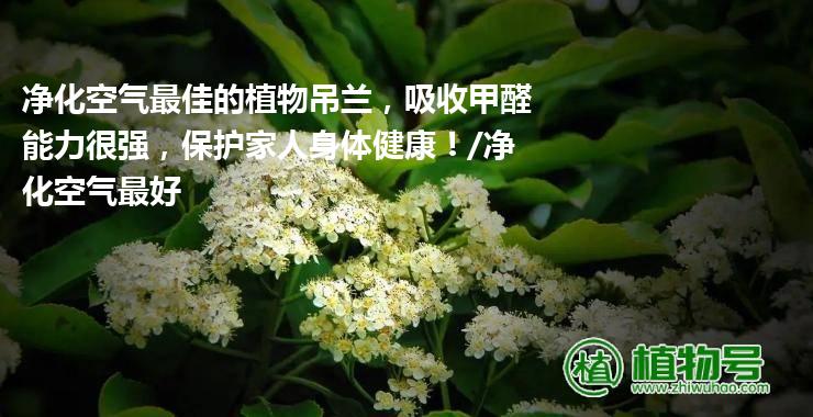 净化空气最佳的植物吊兰，吸收甲醛能力很强，保护家人身体健康！/净化空气最好