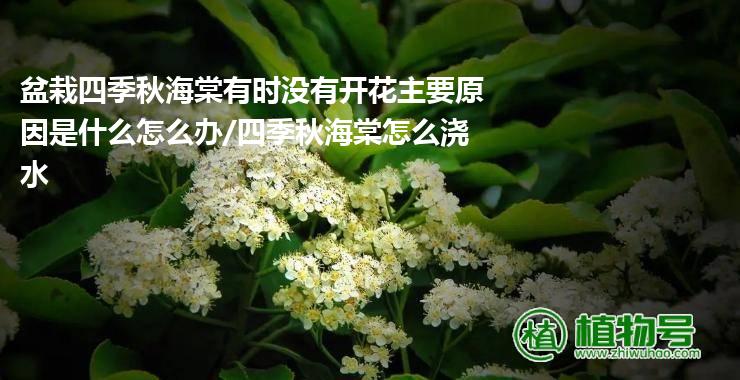 盆栽四季秋海棠有时没有开花主要原因是什么怎么办/四季秋海棠怎么浇水