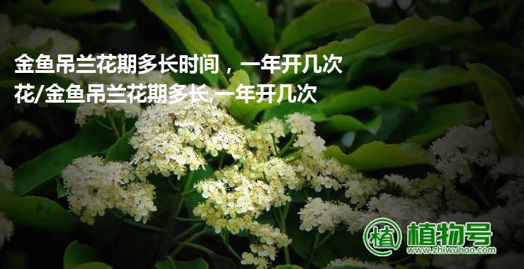 金鱼吊兰花期多长时间，一年开几次花/金鱼吊兰花期多长,一年开几次