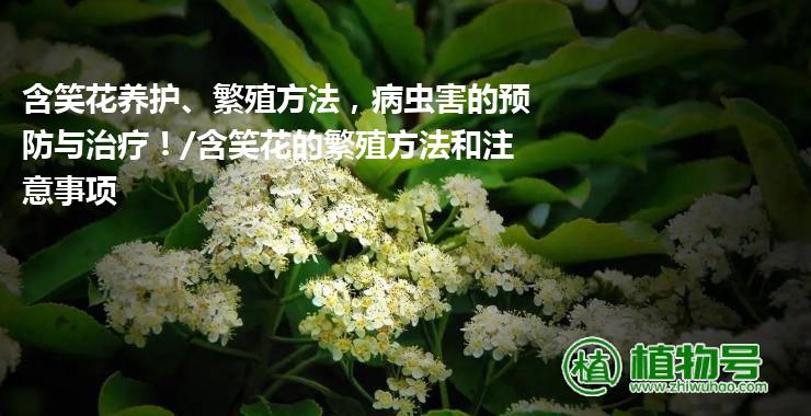 含笑花养护、繁殖方法，病虫害的预防与治疗！/含笑花的繁殖方法和注意事项