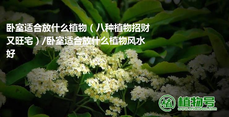 卧室适合放什么植物（八种植物招财又旺宅）/卧室适合放什么植物风水好