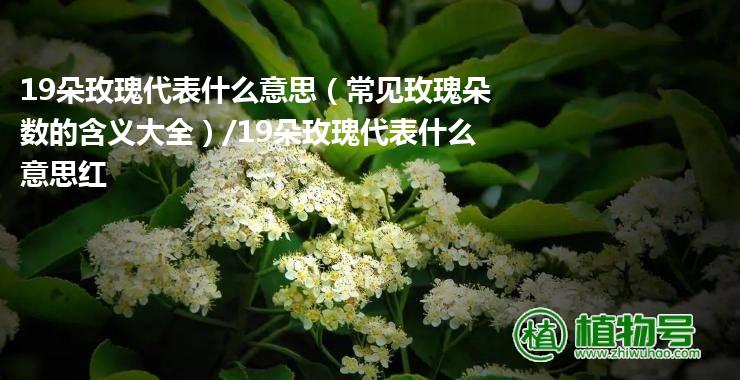 19朵玫瑰代表什么意思（常见玫瑰朵数的含义大全）/19朵玫瑰代表什么意思红