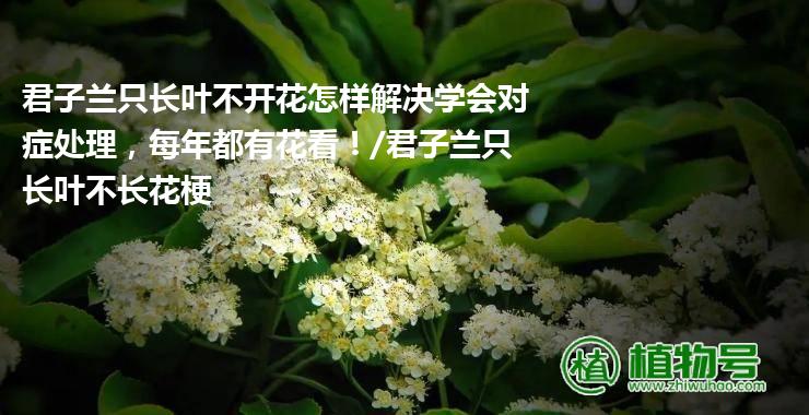 君子兰只长叶不开花怎样解决学会对症处理，每年都有花看！/君子兰只长叶不长花梗