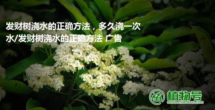 发财树浇水的正确方法，多久浇一次水/发财树浇水的正确方法 广告