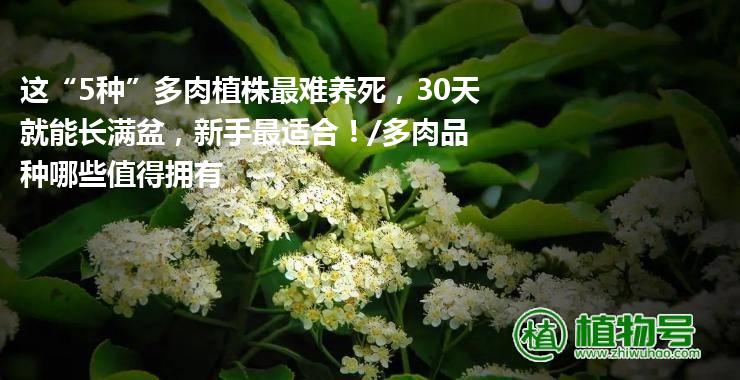 这“5种”多肉植株最难养死，30天就能长满盆，新手最适合！/多肉品种哪些值得拥有