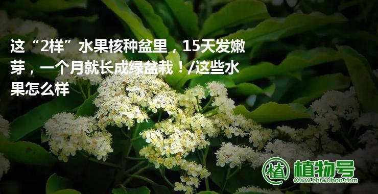 这“2样”水果核种盆里，15天发嫩芽，一个月就长成绿盆栽！/这些水果怎么样