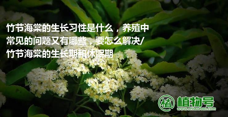 竹节海棠的生长习性是什么，养殖中常见的问题又有哪些，要怎么解决/竹节海棠的生长期和休眠期