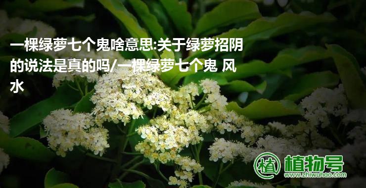 一棵绿萝七个鬼啥意思:关于绿萝招阴的说法是真的吗/一棵绿萝七个鬼 风水