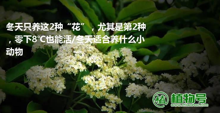 冬天只养这2种“花”，尤其是第2种，零下8℃也能活/冬天适合养什么小动物