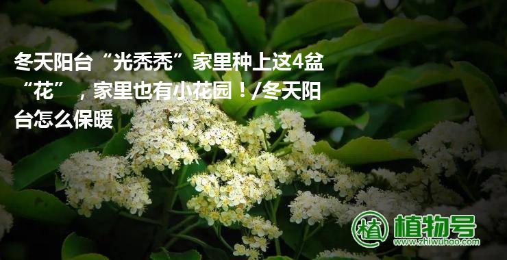 冬天阳台“光秃秃”家里种上这4盆“花”，家里也有小花园！/冬天阳台怎么保暖