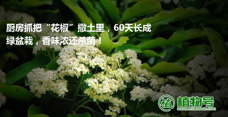 厨房抓把“花椒”撒土里，60天长成绿盆栽，香味浓还杀菌！