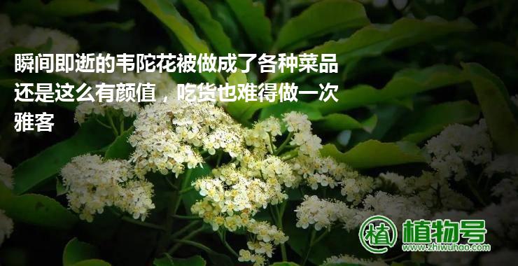 瞬间即逝的韦陀花被做成了各种菜品还是这么有颜值，吃货也难得做一次雅客