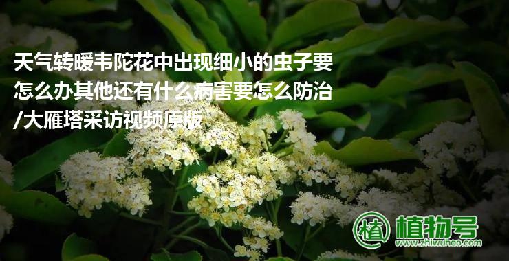 天气转暖韦陀花中出现细小的虫子要怎么办其他还有什么病害要怎么防治/大雁塔采访视频原版