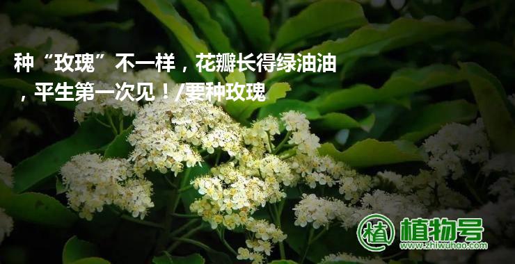 种“玫瑰”不一样，花瓣长得绿油油，平生第一次见！/要种玫瑰