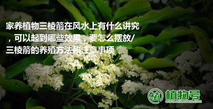 家养植物三棱箭在风水上有什么讲究，可以起到哪些效果，要怎么摆放/三棱箭的养殖方法和注意事项