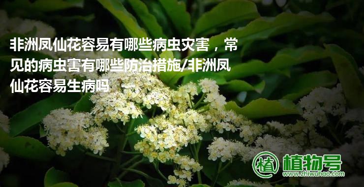 非洲凤仙花容易有哪些病虫灾害，常见的病虫害有哪些防治措施/非洲凤仙花容易生病吗