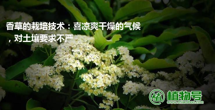 香草的栽培技术：喜凉爽干燥的气候，对土壤要求不严