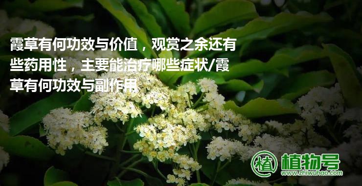 霞草有何功效与价值，观赏之余还有些药用性，主要能治疗哪些症状/霞草有何功效与副作用