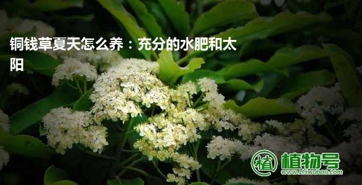 铜钱草夏天怎么养：充分的水肥和太阳