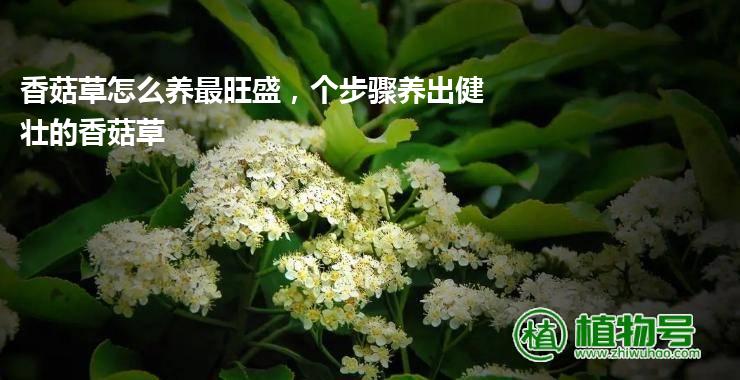 香菇草怎么养最旺盛，个步骤养出健壮的香菇草