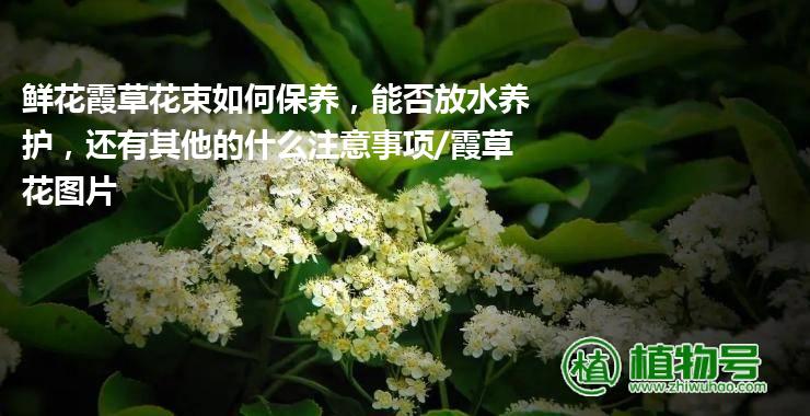 鲜花霞草花束如何保养，能否放水养护，还有其他的什么注意事项/霞草花图片