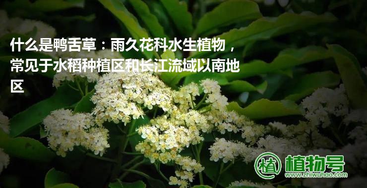 什么是鸭舌草：雨久花科水生植物，常见于水稻种植区和长江流域以南地区