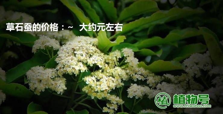 草石蚕的价格：~  大约元左右