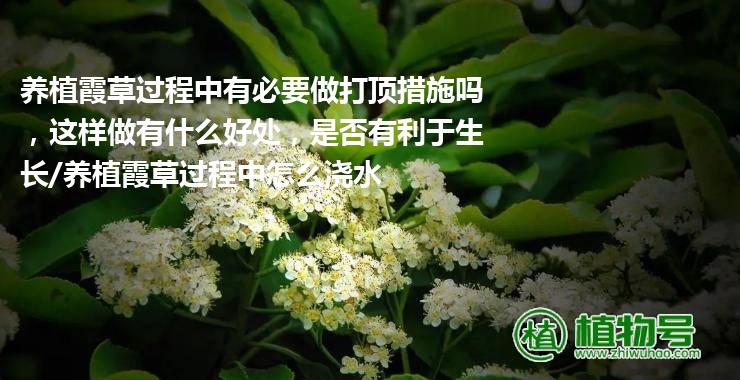 养植霞草过程中有必要做打顶措施吗，这样做有什么好处，是否有利于生长/养植霞草过程中怎么浇水