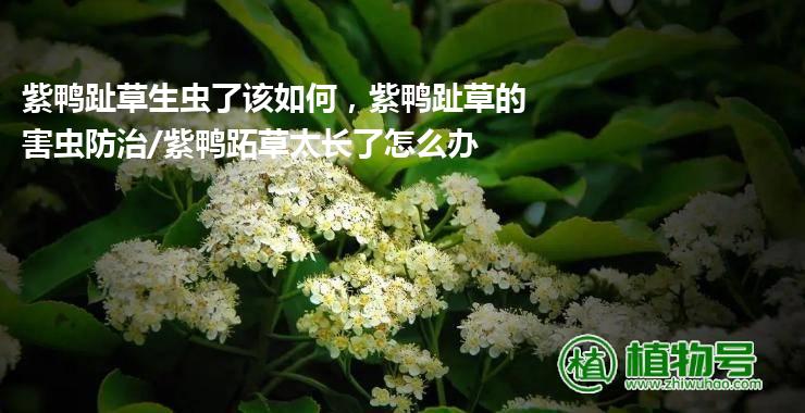 紫鸭趾草生虫了该如何，紫鸭趾草的害虫防治/紫鸭跖草太长了怎么办