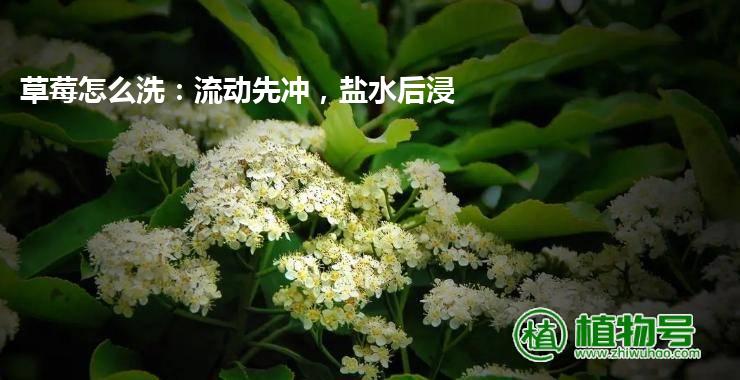 草莓怎么洗：流动先冲，盐水后浸