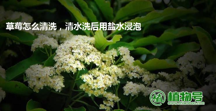 草莓怎么清洗，清水洗后用盐水浸泡