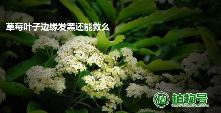 草莓叶子边缘发黑还能救么