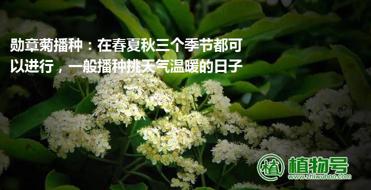 勋章菊播种：在春夏秋三个季节都可以进行，一般播种挑天气温暖的日子