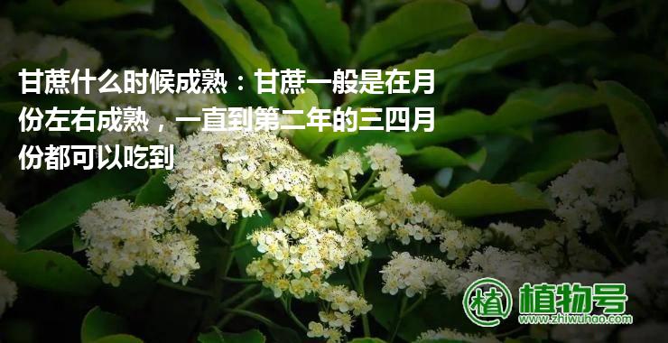 甘蔗什么时候成熟：甘蔗一般是在月份左右成熟，一直到第二年的三四月份都可以吃到